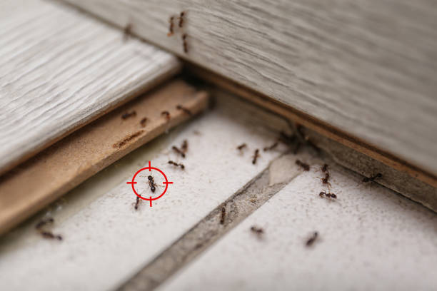 Best Affordable Pest Control Services  in Mcrae Helena, GA